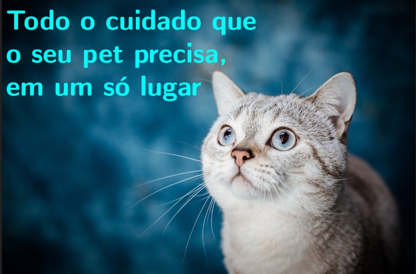 Imagem de um gato em um fundo azul