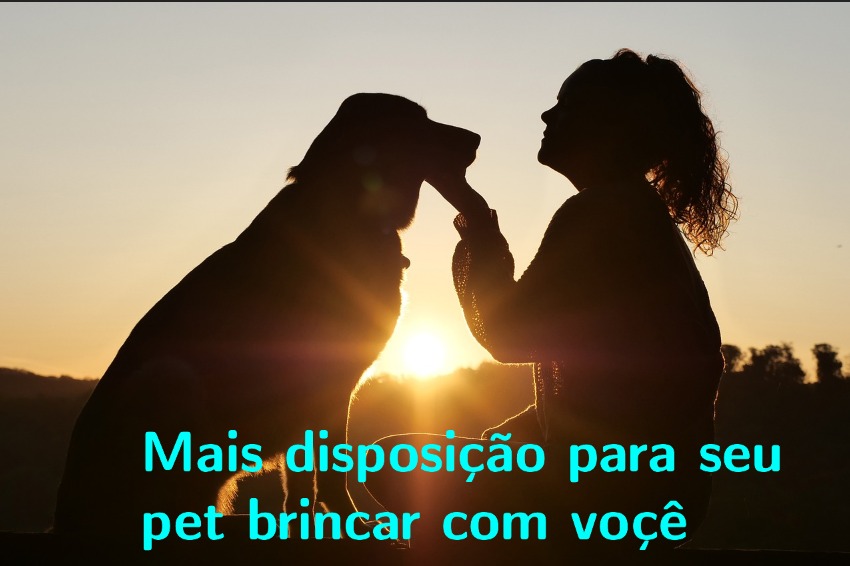 Imagem de um cão ao ar livre