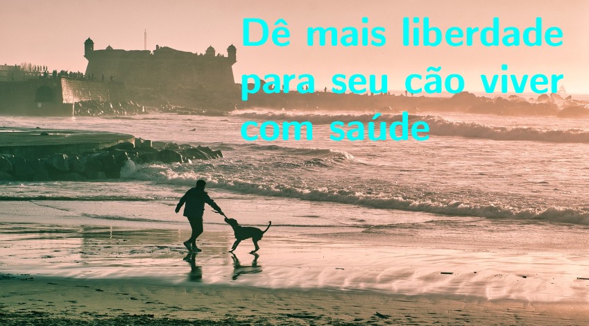 Imagem de um cão e seu dono na praia